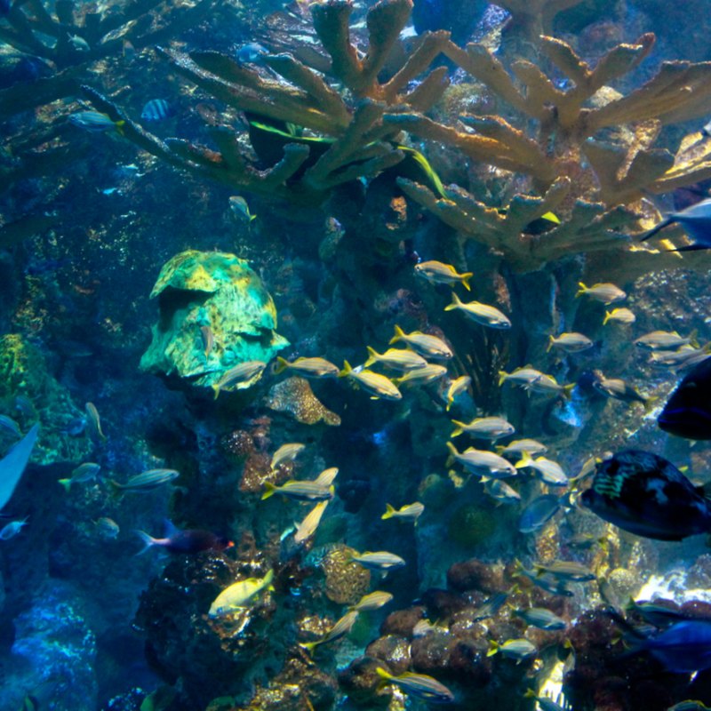 Aquarium Supplies