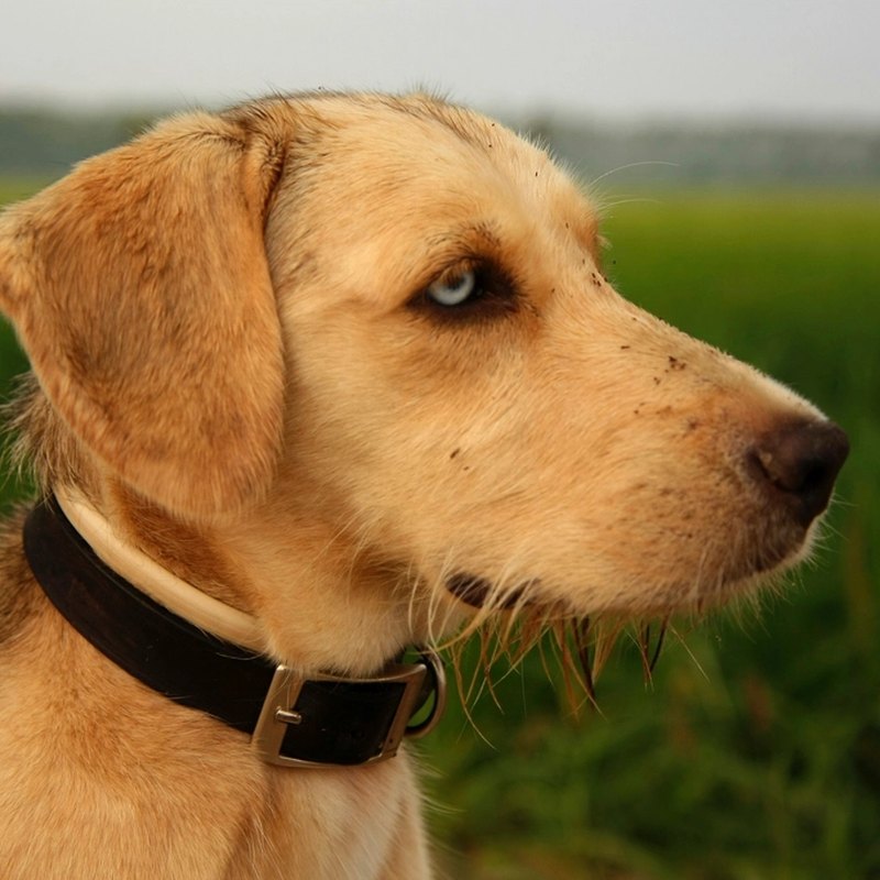 Collars & Leashes