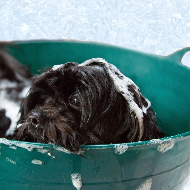 Grooming & Shampoo