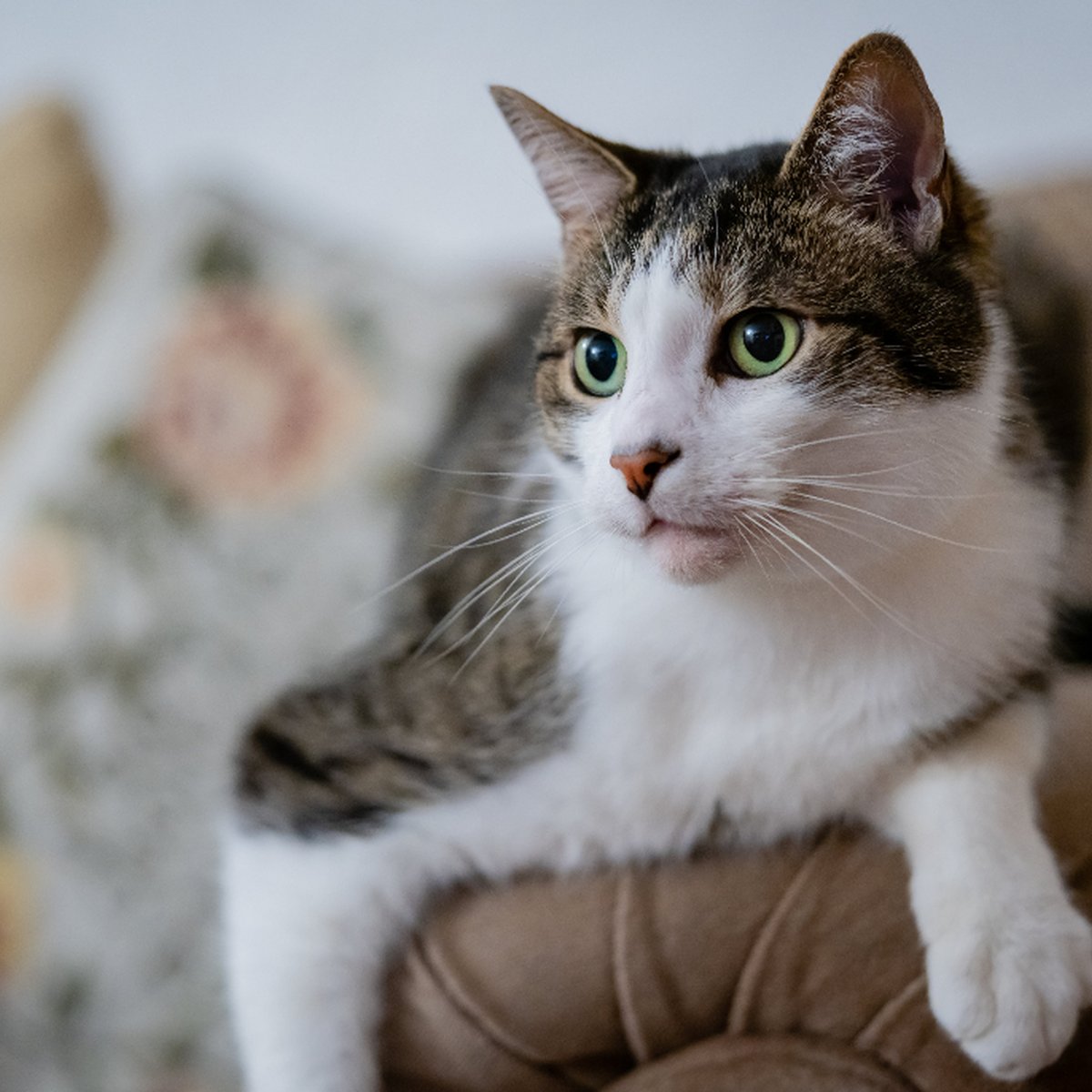 Breakaway Cat Collar with Bell