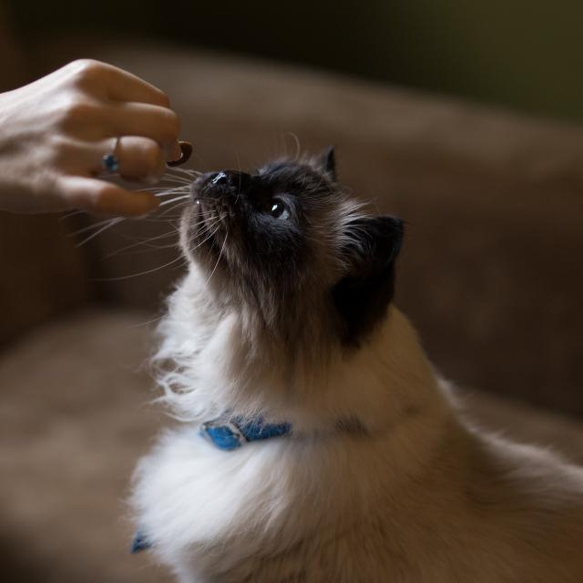 Indoor Cat Kibble, 5kg