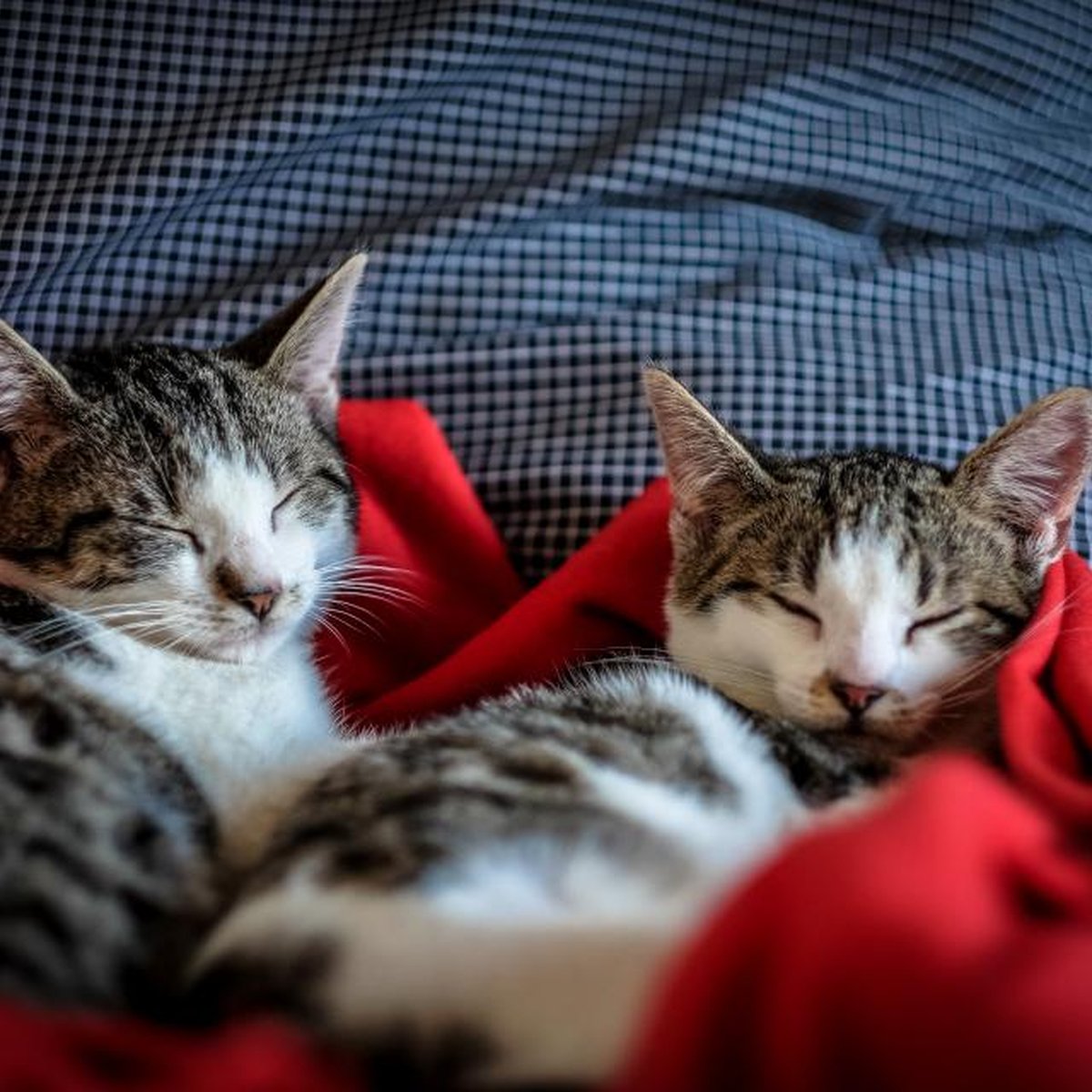 Fleece Cave Bed for Cats