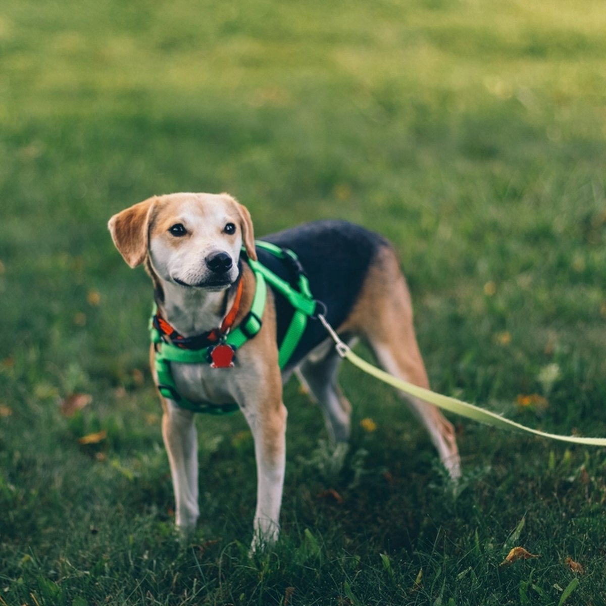 Padded Adjustable Harness