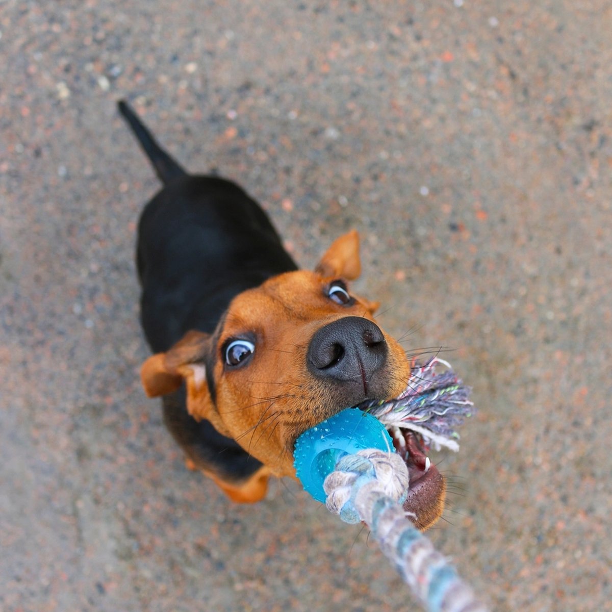 Rope Tug Toy, Heavy Duty