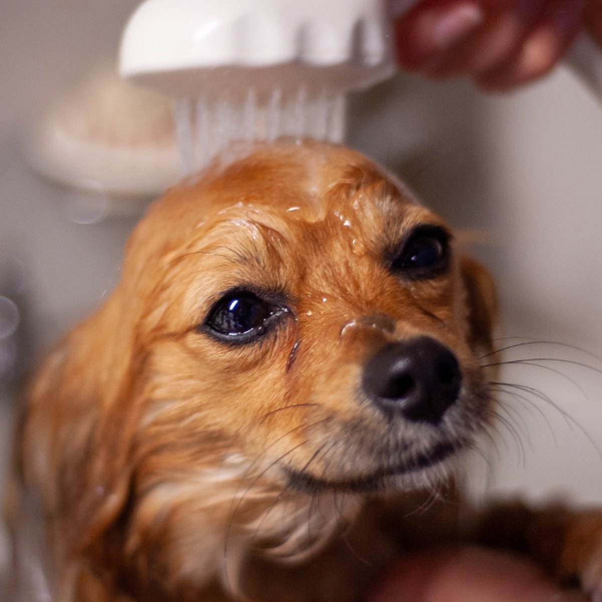 Oatmeal Pet Shampoo, 500ml