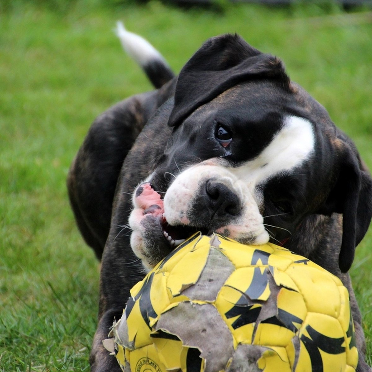 Rubber Treat-Dispensing Ball